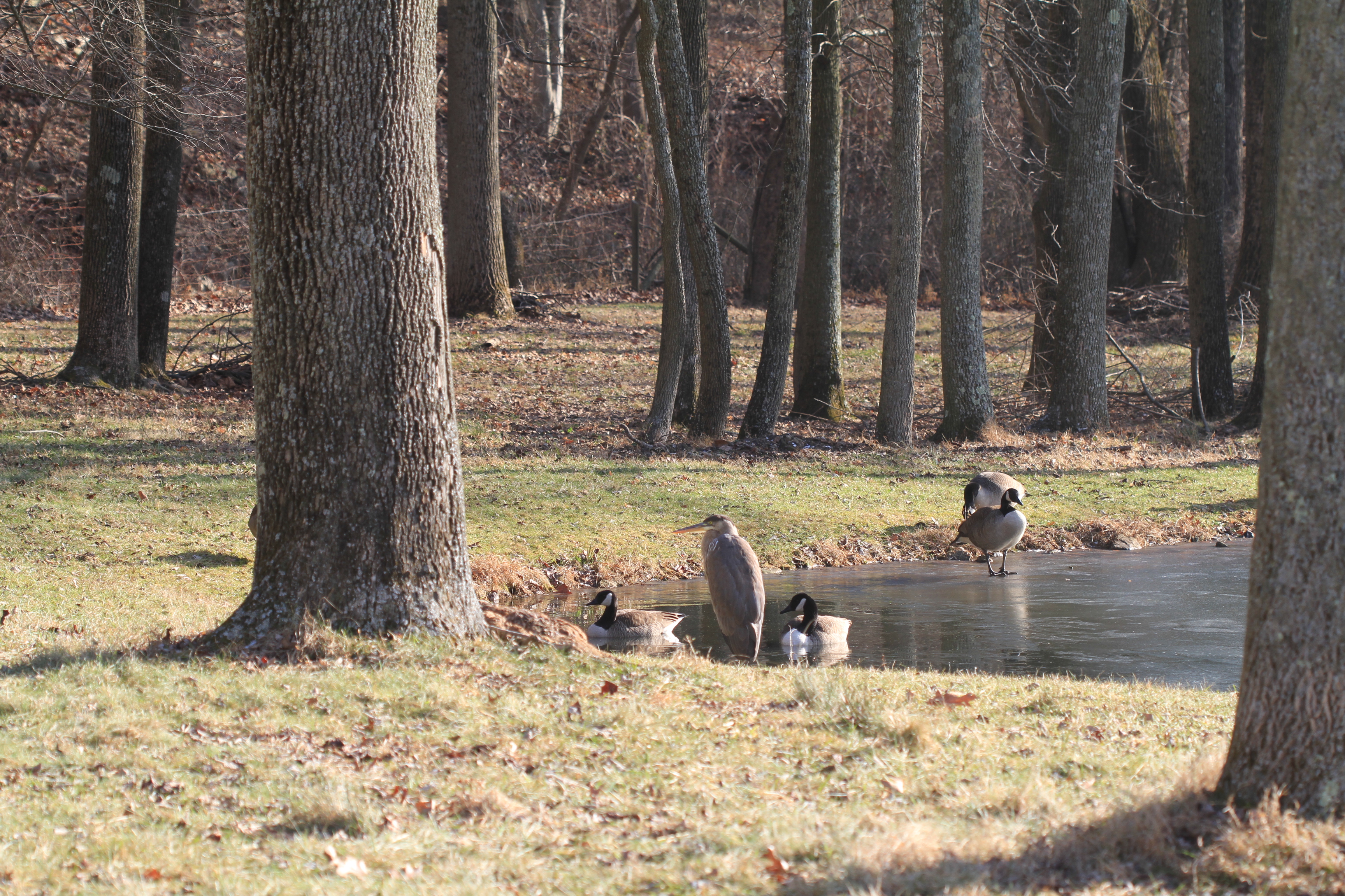 Dec. 2013 Heron supervising Geese washing up in the pond