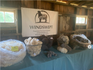 Windswept Sheep Display